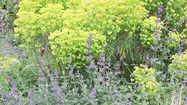 Wolfsmilch (Euphorbia).